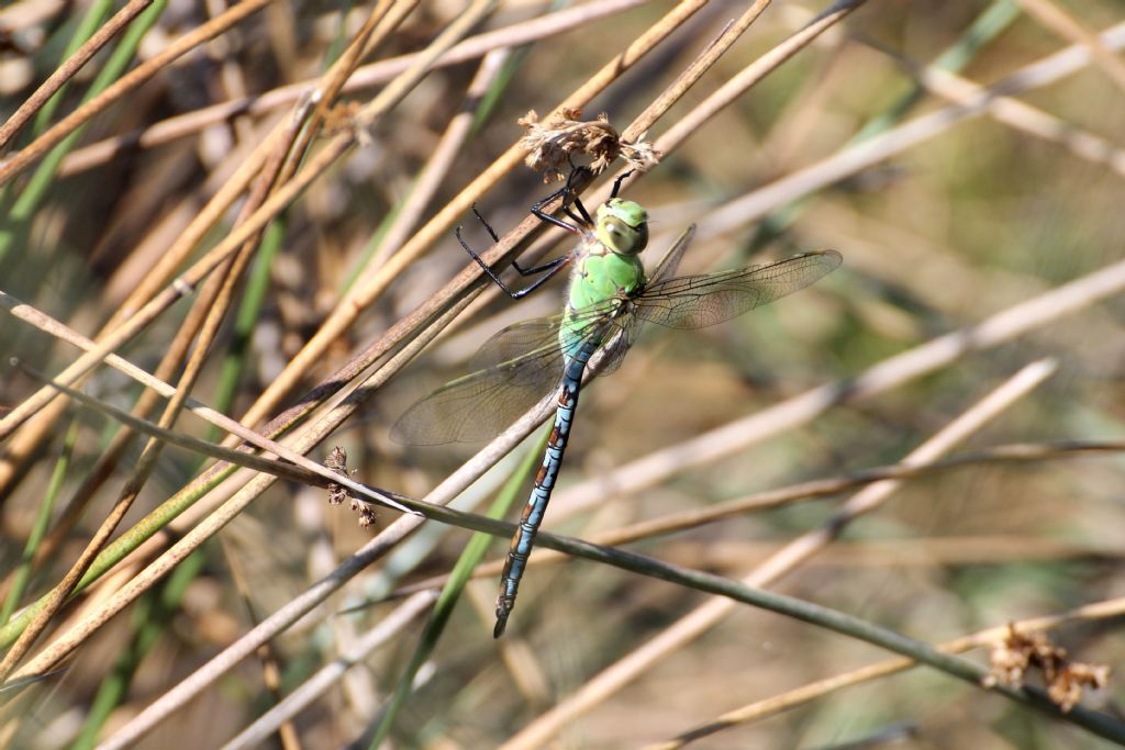 Anax imperator femmina?